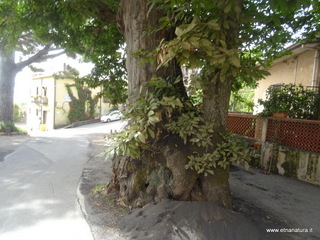 Castagno di Rinazzu